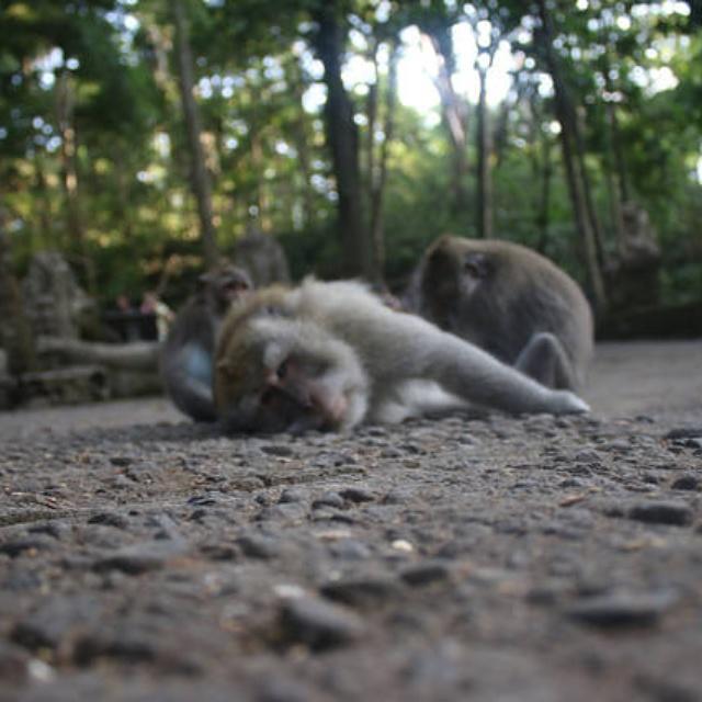 Vinaya Homestay Ubud Buitenkant foto
